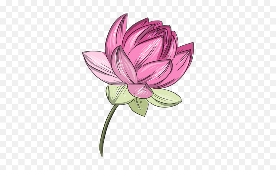 Transparent Png Svg Vector File - Flor De Lotus Rosa,Lotus Flower Transparent