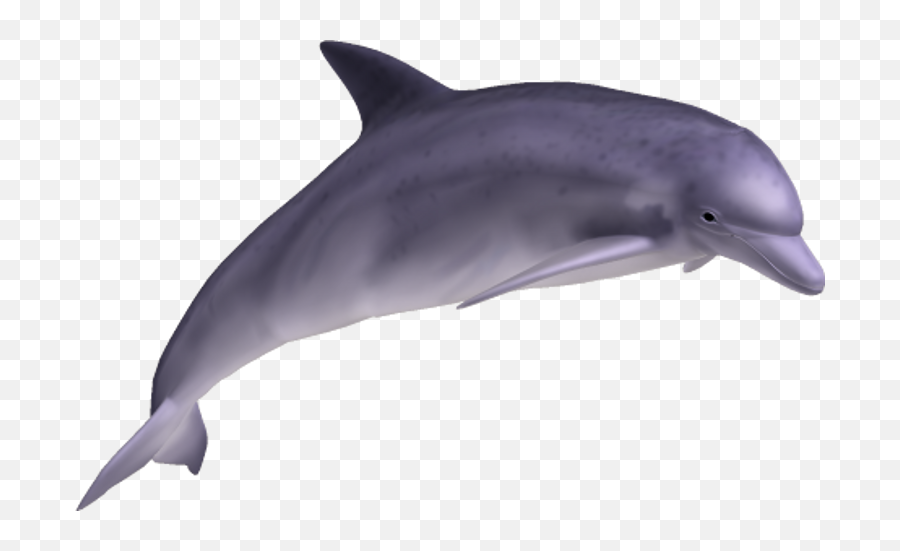 Png Transparent Background Image - Dolphin Png Transparent,Dolphin Transparent Background