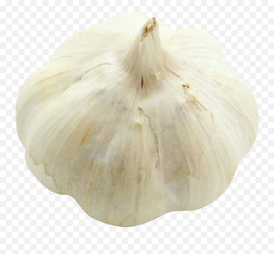 Download Garlic Png Image For Free - Elephant Garlic,Garlic Png