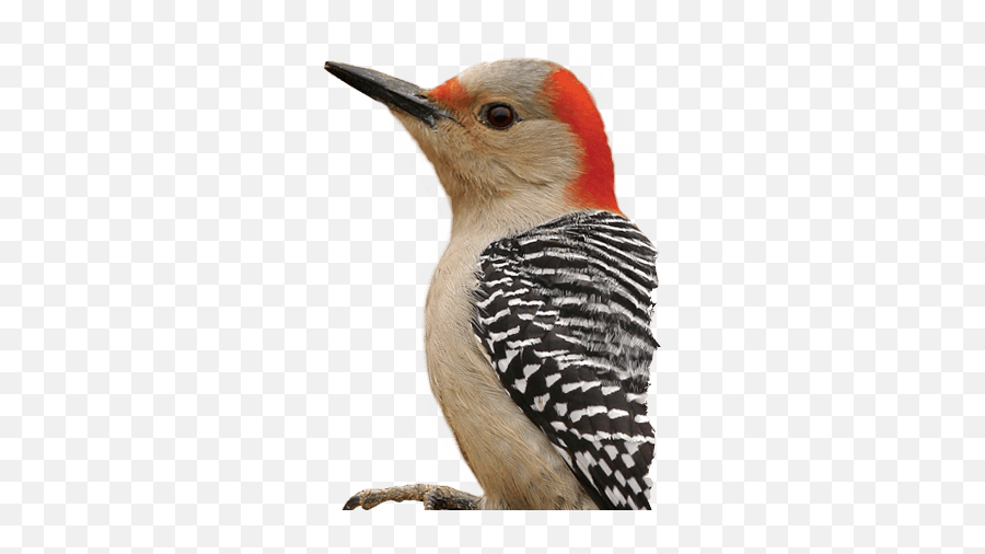 Bird Head Png Picture - Red Bellied Woodpecker Png,Woodpecker Png