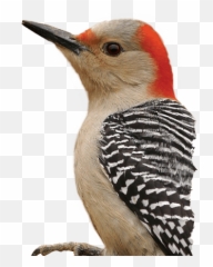 Bird Head Png Picture - Red Bellied Woodpecker Png,Woodpecker Png