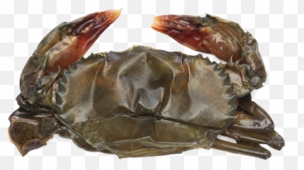 Alaskan King Crab Legs - Soft Shell Crab Raw Png,Crab Legs Png