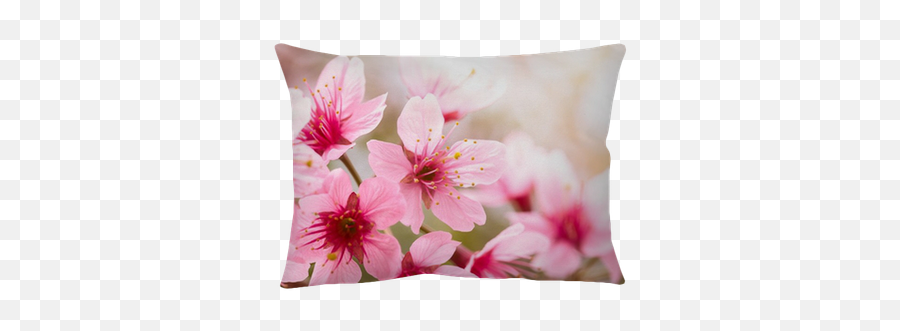 Pink Cherry Blossom Sakura Pillow Cover U2022 Pixers - We Live To Change Cushion Png,Sakura Png
