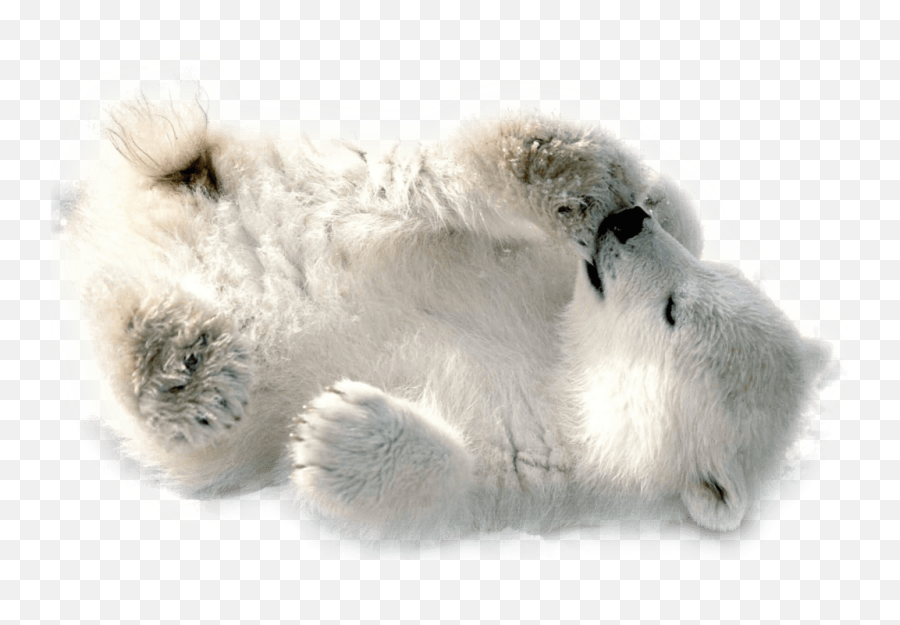 Polar Bear - Baby Polar Bear Png,Polar Bear Png