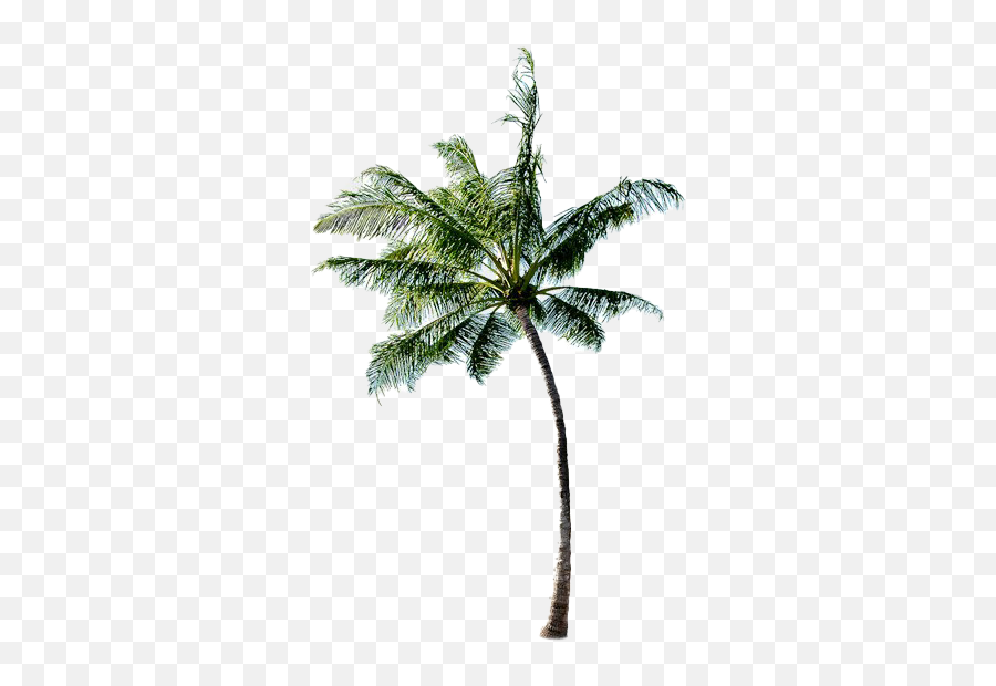 Long Coconut Tree Png Free Image All - Beach With Coconut Tree Png,Free Tree Png