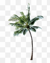 Long Coconut Tree Png Free Image All - Beach With Coconut Tree Png,Free Tree Png