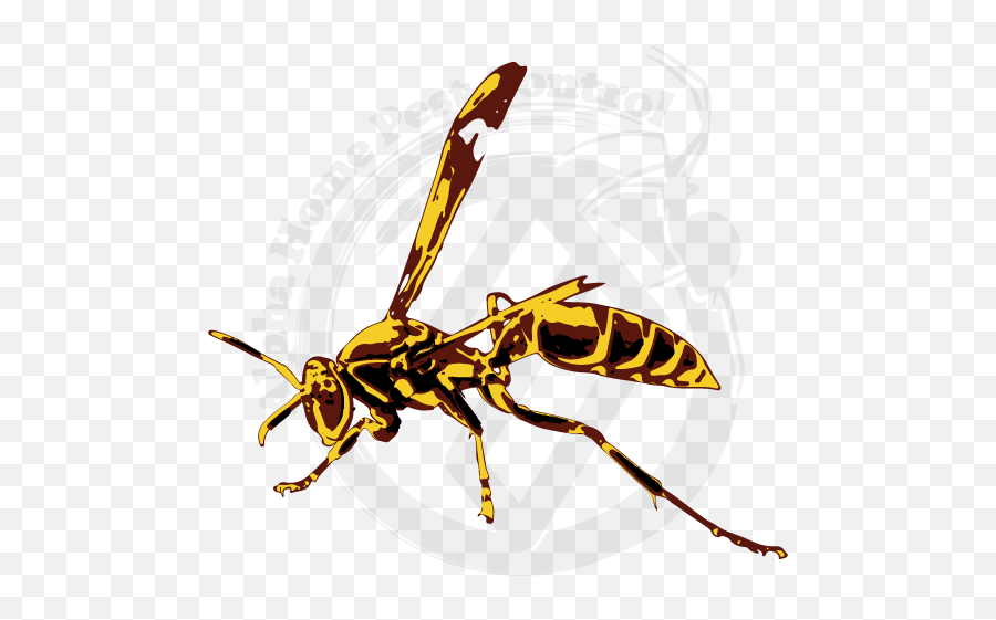 Paper Wasp - Alpha Home Hornet Png,Wasp Png