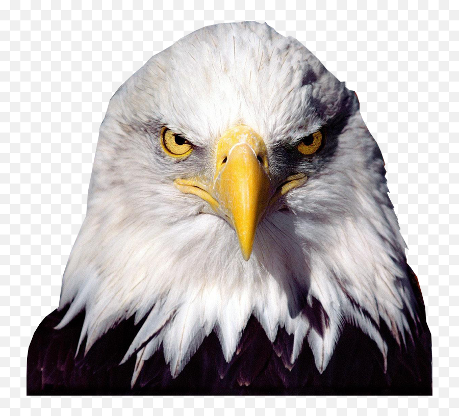 Free Cliparts Png - Bald Eagle Transparent Background,Eagle Head Png