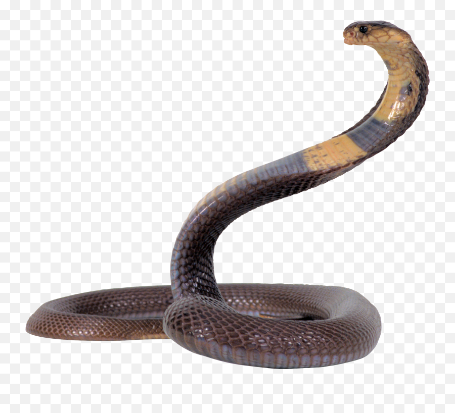 Snake Png Image Web Icons - Snake Png,Transparent Png Images Download