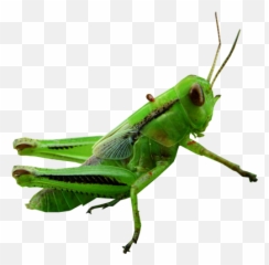 Transparent Background Free Png Images - Grasshopper