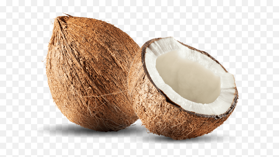 Coconut Png File Download Free - Spell Coconut With Your Waist Meaning,Coconut Png