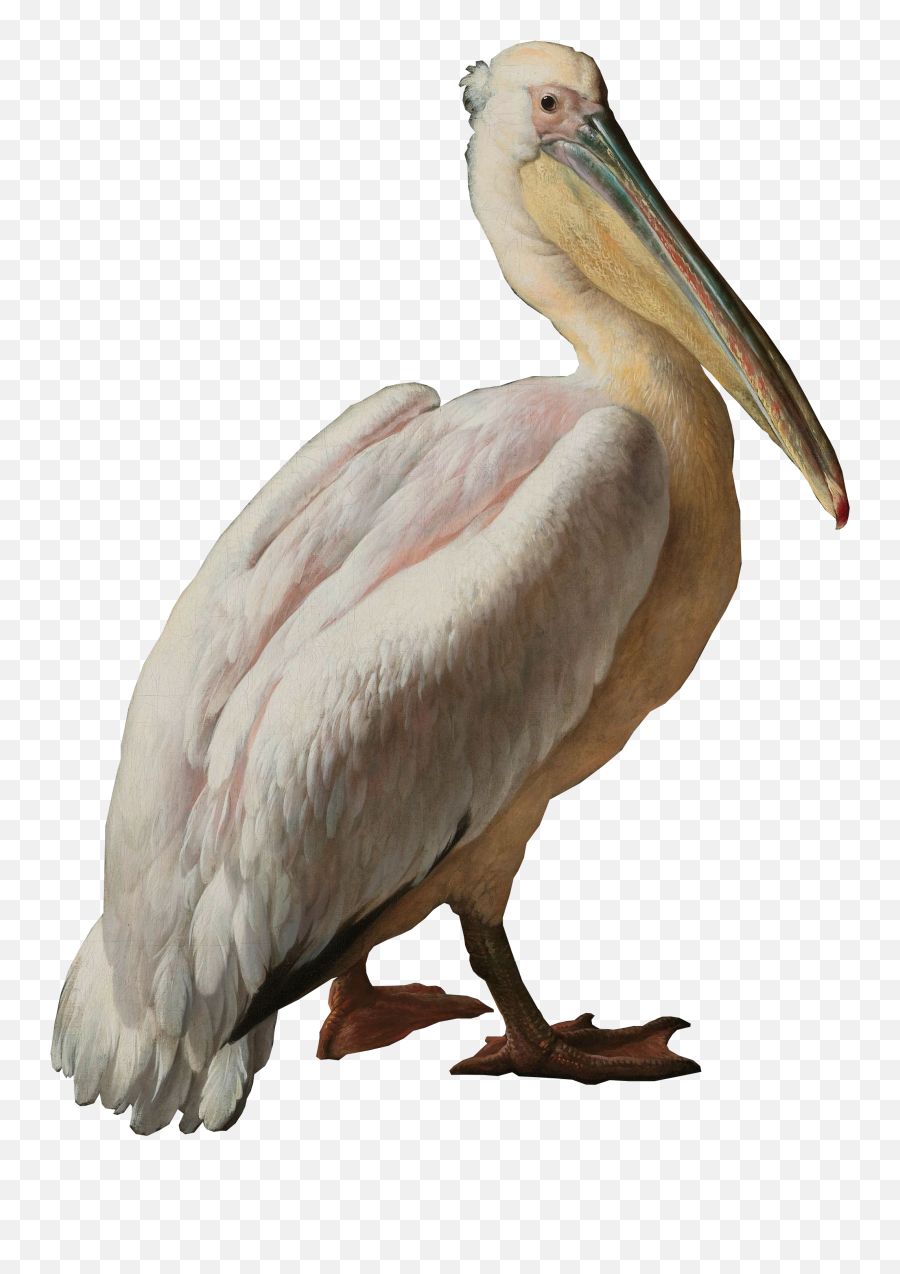 Pelican Seabird Pelecaniformes Water Bird - Pelican Png Pelican And Other Birds Near A Known As Floating,Pelican Png Pelican Seabird Pelecaniformes Water Bird - Pelican Png Pelican And Other Birds Near A Known As Floating,Pelican Png