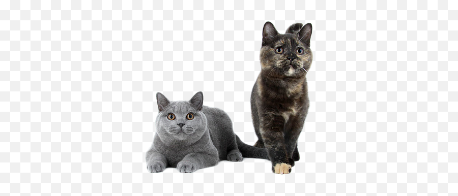 Kittens - Korat Png,Kittens Png