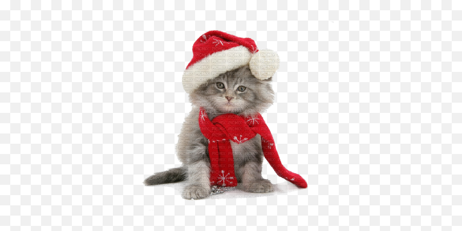 Santa Paws Tube Cat Cats Kitt 143428 - Png Images Joyeux Noel Chaton,Dog And Cat Png