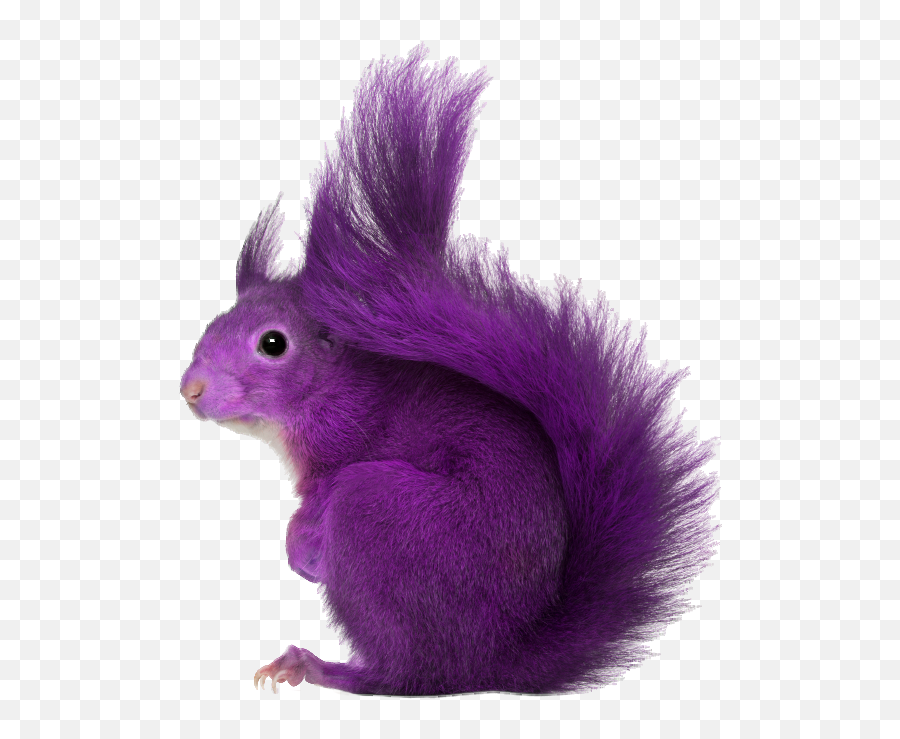 Squirrel Transparent Png - Squirrel Purple,Squirrel Transparent Background