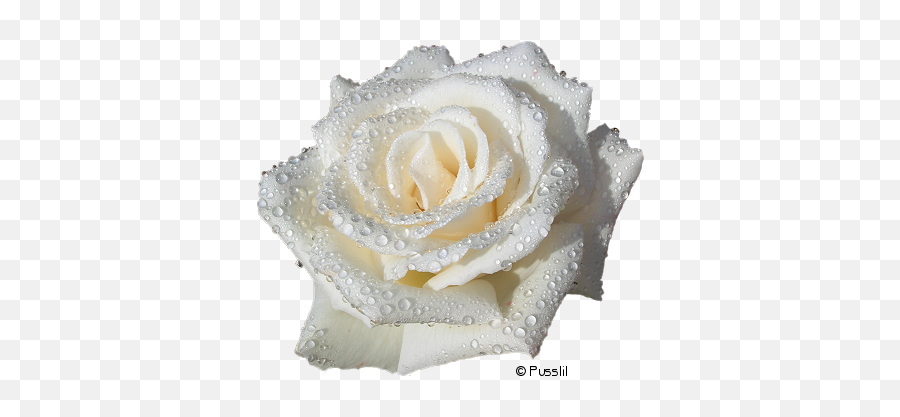 33 - White Roses Png No Background,White Rose Transparent Background