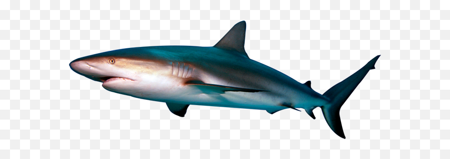 Shark Transparent Png 1 Image - Reef Shark Transparent Background,Shark Transparent Background