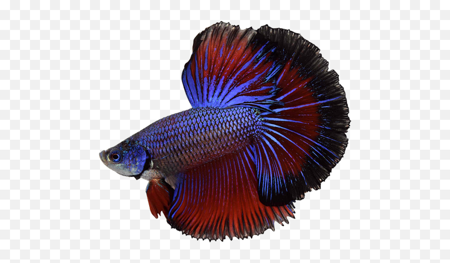 What Do Betta Fish Eat How Much Does One Cost - Purple Siamese Fighting Fish Png,Betta Fish Png