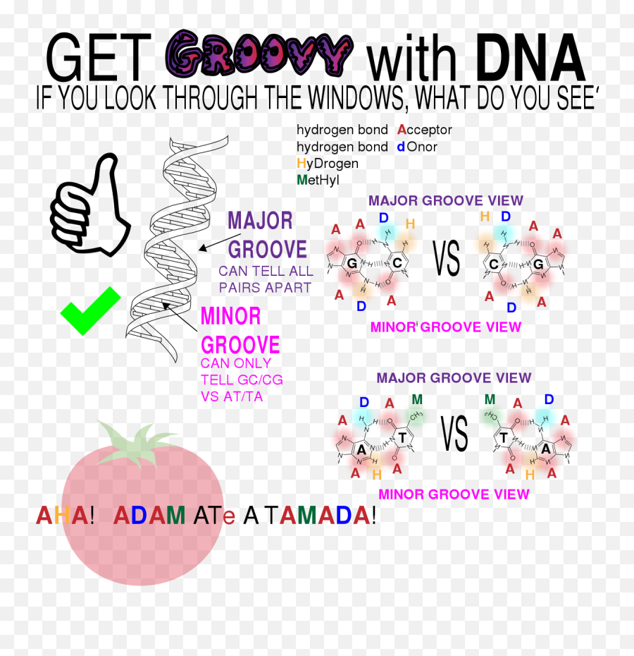 Filedna Double Helix Groovessvg - Wikimedia Commons Dna Groove Double Helix Png,Double Helix Png