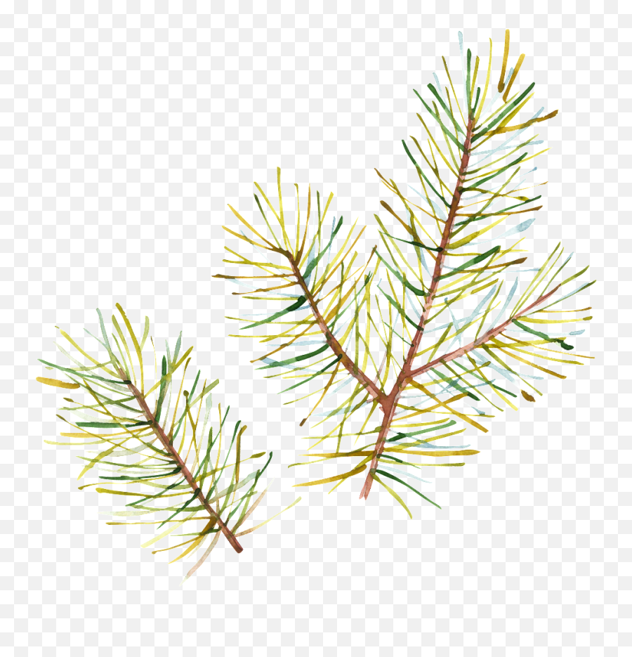 Half Withered Leaves Png Transparent - Two Needle Pinyon Pine,Christmas Leaves Png