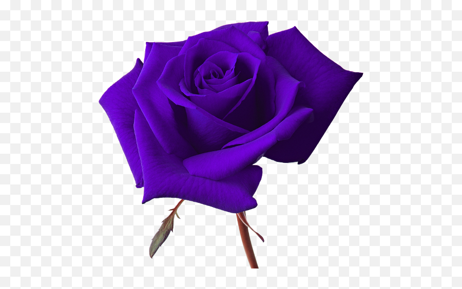 Download Vector Rose - Purple Rose Transparent Background Transparent Background Purple Rose Png,Roses Transparent Background