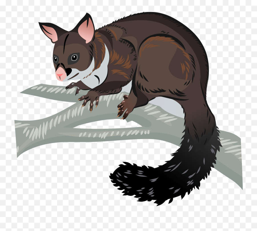 Brushtail Possum Clipart - Brush Tail Possum Cartoon Png,Possum Png