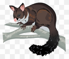 Brushtail Possum Clipart - Brush Tail Possum Cartoon Png,Possum Png