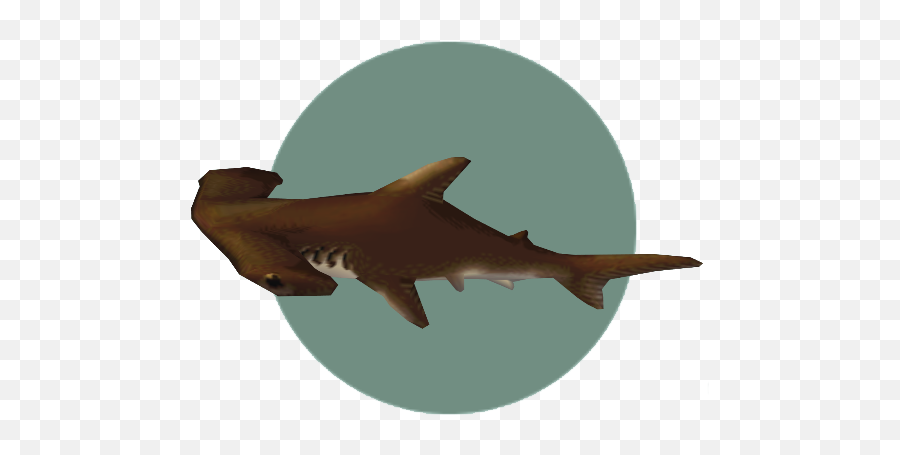 Hammerhead Shark - Bronze Hammerhead Shark Png,Hammerhead Shark Png