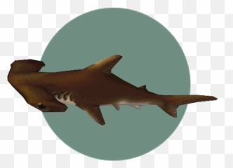 Hammerhead Shark - Bronze Hammerhead Shark Png,Hammerhead Shark Png