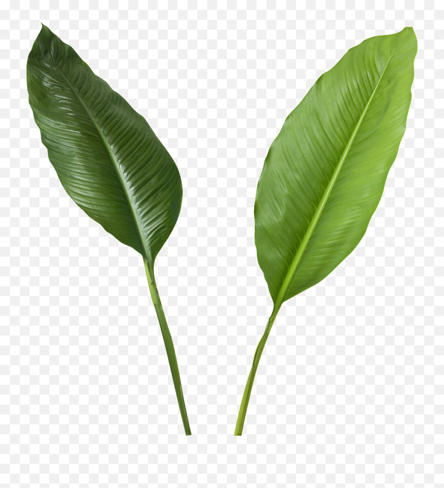 Download Green Leaves Transparent - Coconut Full Size Png Banana Leaf High Resolution,Coconut Transparent
