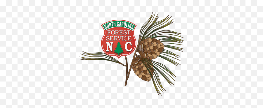 North Carolina Educational State Forests - Nc Forest Service Logo Png,Forest Service Logo