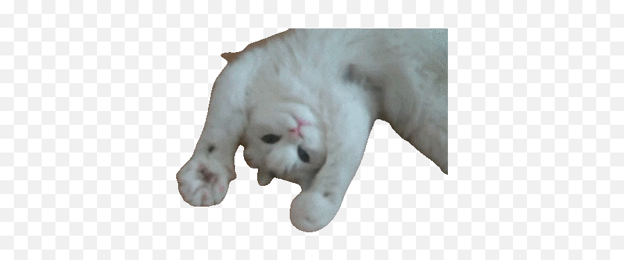 Supras And Cats - Cat Gif Transparent Background Png,Dancing Cat Gif Transparent