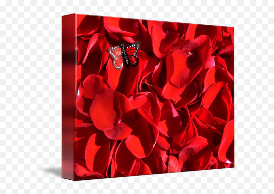 Red Rose Petals And Butterfly By Anna V - Rose Png,Rose Petals Transparent