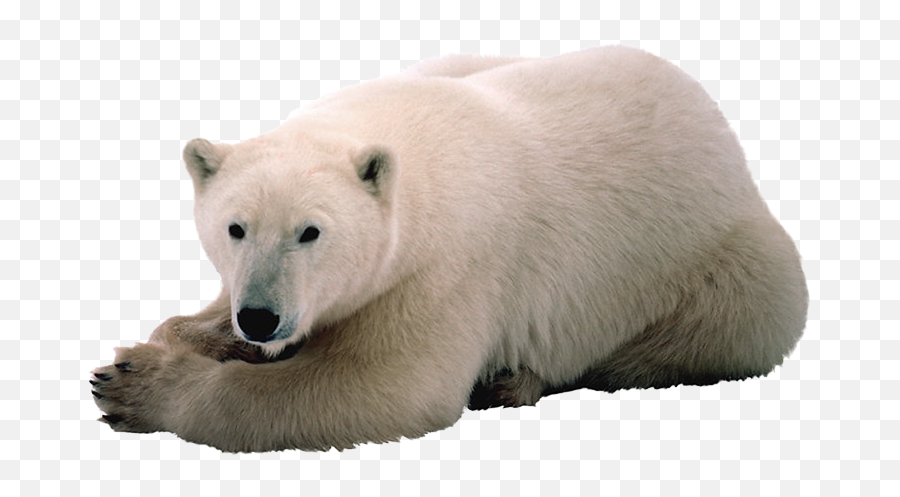 Polar White Bear Png - Polar Bear White Background,Polar Bear Png