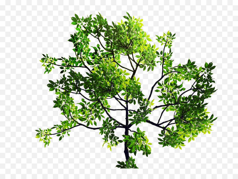 Green Leaves Tree Branch Png Stock - Tree With Leaves Png,Branch Png