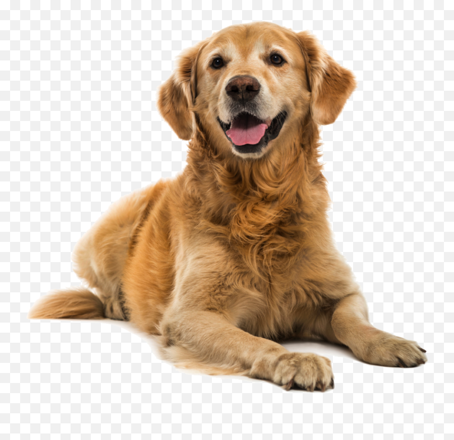 Puppy Shock Collar Bark Pet - Golden Retriever Png,Transparent Puppy