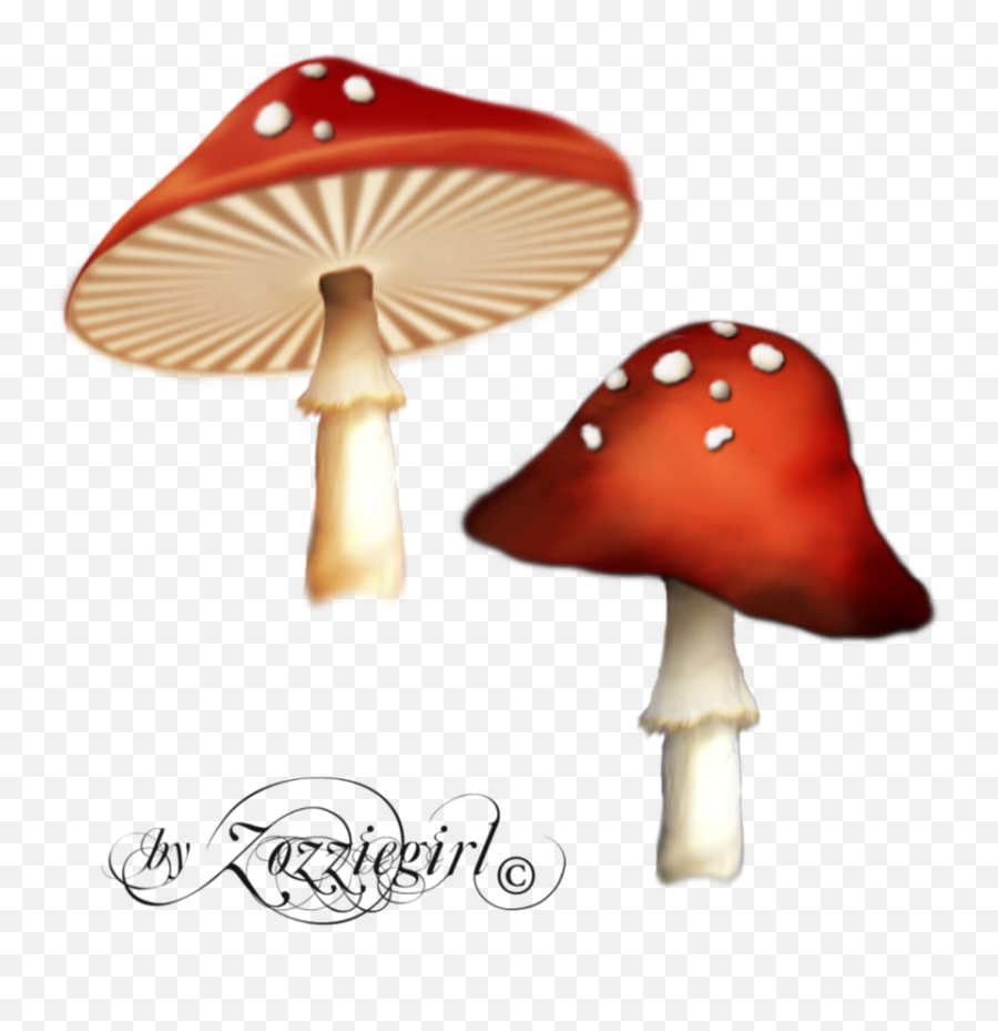 Poisonous Red Mushroom Png 42873 - Free Icons And Png Enchanted Mushroom Png,Mushroom Png