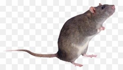 Penn Pest Control Termites Bed Bugs - Big Rat Png,Rats Png
