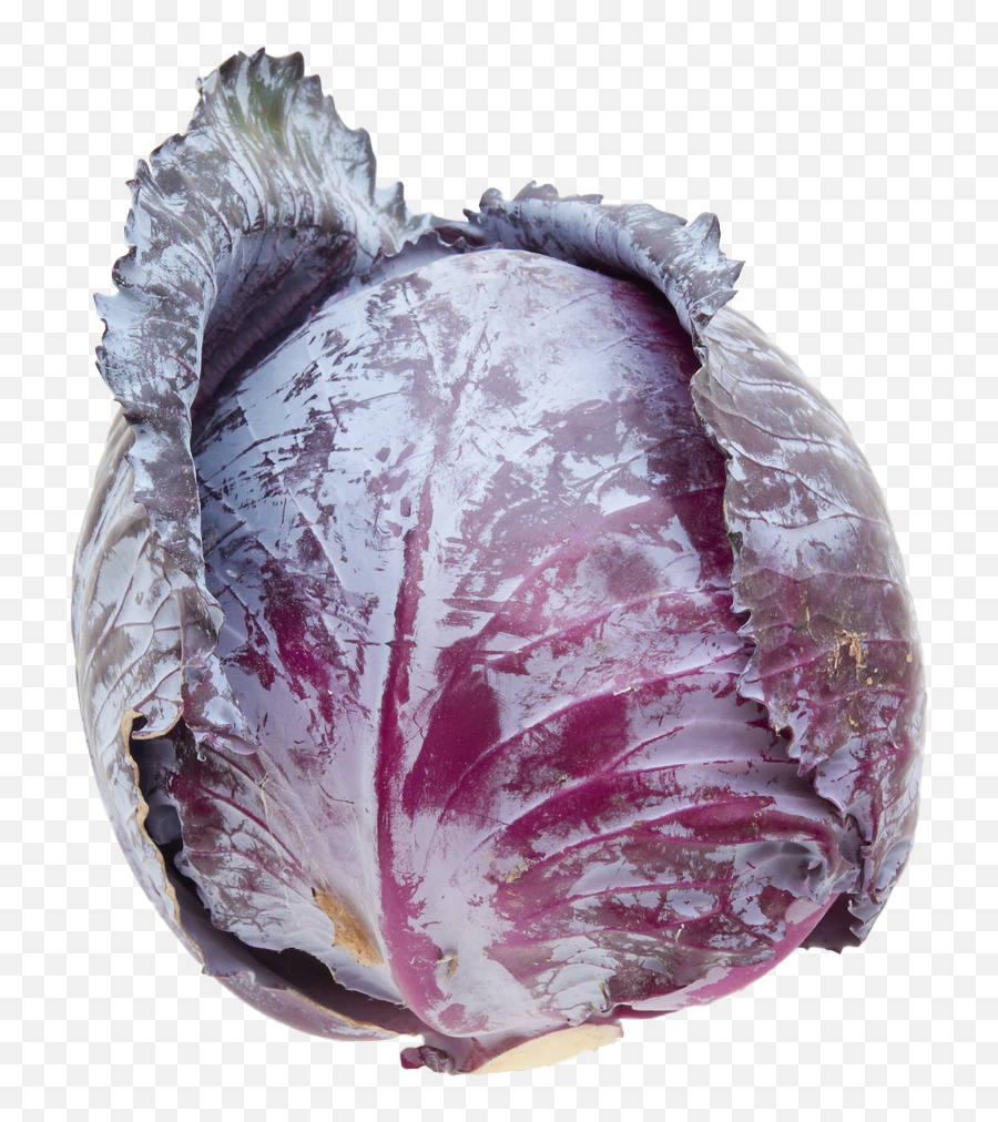 Emily Rose Shaw - Red Cabbage Png,Cabbage Png