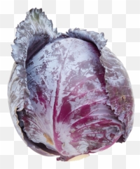 Emily Rose Shaw - Red Cabbage Png,Cabbage Png