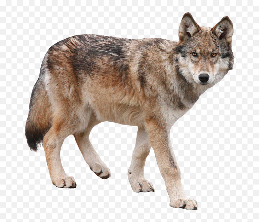 Wolf Png Wolves