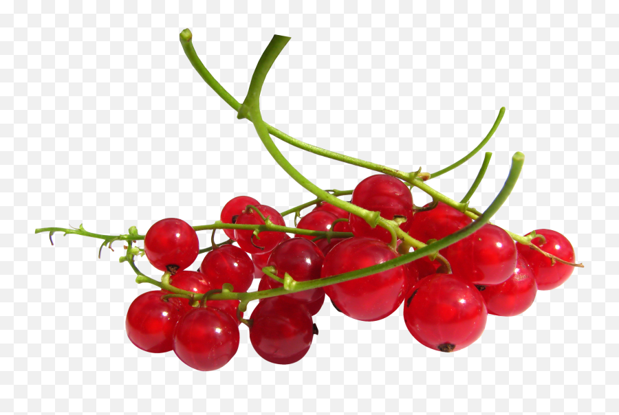 Download Red Currant Berries Png - Redcurrant Png,Berries Png