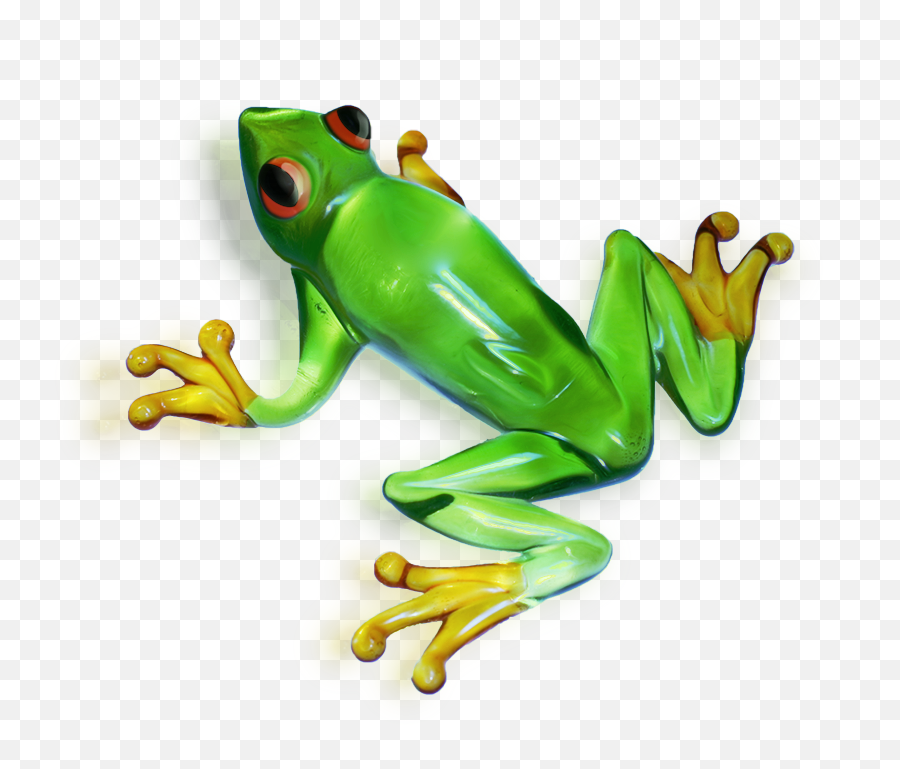 Amazing High - Portable Network Graphics Png,Frog Transparent Background
