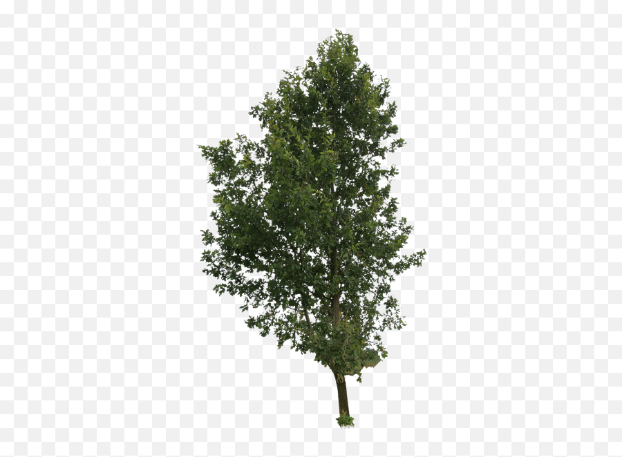 Cut Out People Trees And Leaves Png - 6397 Transparentpng Cut Out Trees Png,Tree Leaves Png