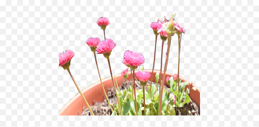 Pink Flowers Pot Frame - Heartpngcom Png,Pink Frame Png