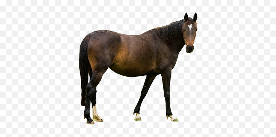 Real Horse Png Transparent Standing 2 - Farm Animals With White Background,Horse Transparent Background