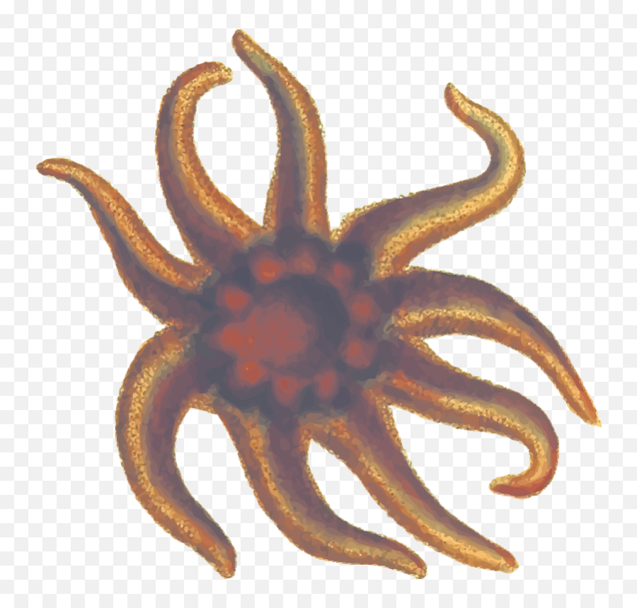 Download Free Png Seastar 2 - Dlpngcom Starfish,Sea Star Png