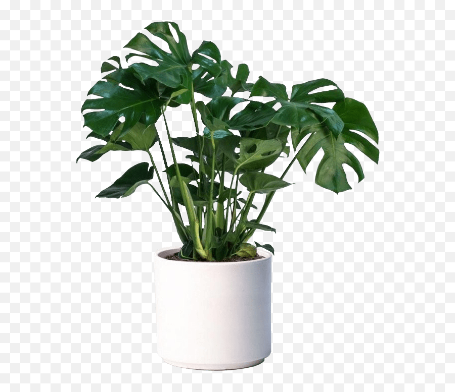 Monstera Deliciosa Care - Plant It It Monstera Plant Pot Png,Monstera Leaf Png