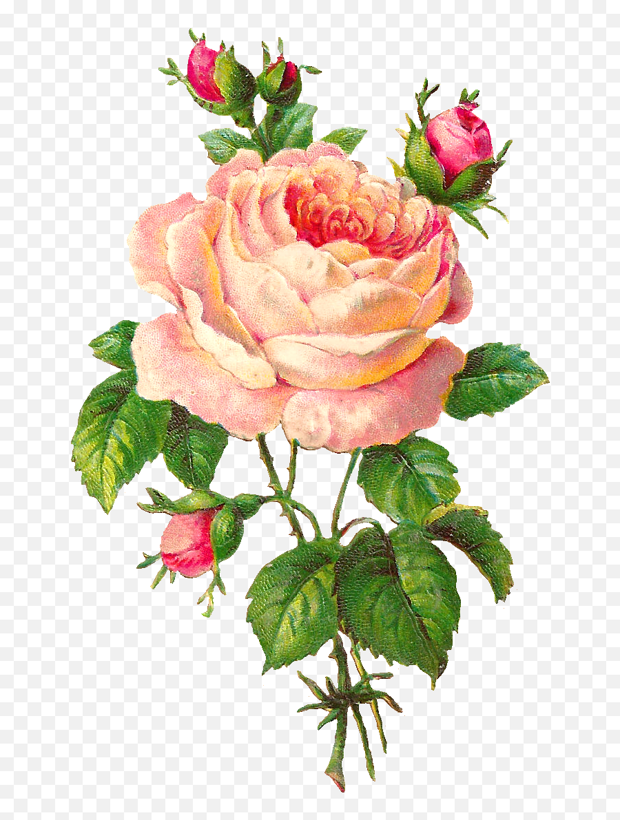 Vintage Roses Transparent U0026 Png Clipart Free Download - Ywd Vintage Flower Transparent Background,Pink Roses Png