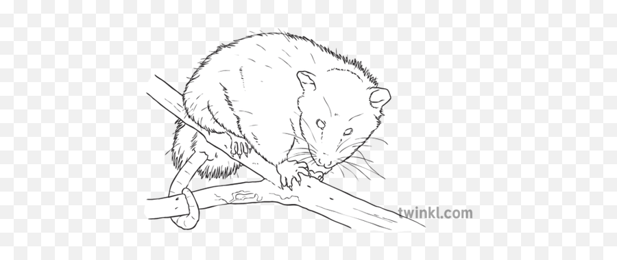 Virginia Opossum North Carolina Symbols Animal Marsupial - Line Art Png,Opossum Png